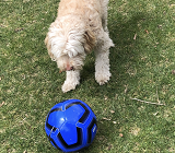 Dog looking at a blue soccer ball