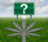 Cannabis plant styled as a roadway leading to a green sign with a question mark