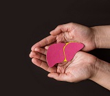 a pair of hands palms up cradling tiny model of a liver