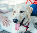 labrador retriever be petted by one person and held on a leash by another