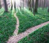 A path in forest splitting into two directions