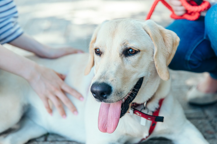 labrador retriever being petted by one person and held on a leash by another